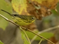 Prairie Warbler