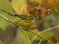 Prairie Warbler - 1268 The Trace, Dover US-TN 36.55396, -87.90181, Stewart, Tennessee, United States, Sept 12,  2024