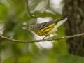 Magnolia Warbler - 1268 The Trace, Dover US-TN 36.55396, -87.90181, Stewart, Tennessee, United States, Sept 11, 2024