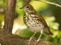 Wood Thrush