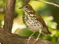 Wood Thrush - Gatling Point Rec Area (36.5575,-87.9038), Stewart, Oct 2, 2024