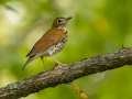 Wood Thrush - 1268 The Trace, Dover US-TN 36.55396, -87.90181, Stewart. Tennessee, Sept 16, 2024