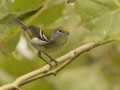 Chestnut-sided Warbler - 1268 The Trace, Dover US-TN 36.55396, -87.90181, Stewart, Tennessee, United States, Sept 12, 2024