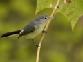 Blue-gray Gnatcatcher - 1268 The Trace, Dover US-TN 36.55396, -87.90181, Stewart, Tennessee, United States, Sept 12, 2024