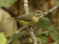 Warbling Vireo