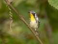 Yellow-throated Warbler - Gatling Point Rec Area (36.5575,-87.9038), Stewart County, Tennessee, Sept 18, 2024