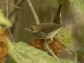 Ovenbird - 1268 The Trace, Dover US-TN 36.55396, -87.90181, Stewart, Tennessee, United States, Sept, 12, 2024