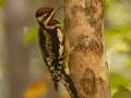 Yellow-bellied Sapsucker