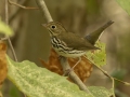 Ovenbird - 1268 The Trace, Dover US-TN 36.55396, -87.90181, Stewart, Tennessee, United States, Sept, 12, 2024