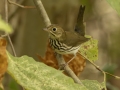 Ovenbird - 1268 The Trace, Dover US-TN 36.55396, -87.90181, Stewart, Tennessee, United States, Sept, 12, 2024