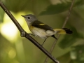 American Redstart - Gatling Point Rec Area (36.5575,-87.9038), Stewart, Tennessee, United States, Sept 9, 2024