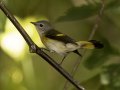American Redstart - Gatling Point Rec Area (36.5575,-87.9038), Stewart, Tennessee, United States, Sept 9, 2024