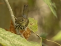 Ovenbird - 1268 The Trace, Dover US-TN 36.55396, -87.90181, Stewart, Tennessee, United States, Sept, 12, 2024