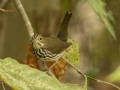 Ovenbird - 1268 The Trace, Dover US-TN 36.55396, -87.90181, Stewart, Tennessee, United States, Sept, 12, 2024