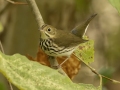 Ovenbird - 1268 The Trace, Dover US-TN 36.55396, -87.90181, Stewart, Tennessee, United States, Sept, 12, 2024