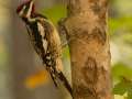 Yellow-bellied Sapsucker