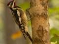 Yellow-bellied Sapsucker - Barkley WMA, Stewart County, Tennessee. Oct 13. 2024