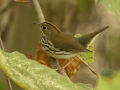 Ovenbird - 1268 The Trace, Dover US-TN 36.55396, -87.90181, Stewart, Tennessee, United States, Sept, 12, 2024