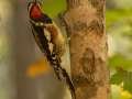 Yellow-bellied Sapsucker - Barkley WMA, Stewart County, Tennessee. Oct 13. 2024