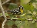Yellow-throated Warbler - 1268 The Trace, Dover US-TN 36.55396, -87.90181, Stewart County, Sept 12, 2024