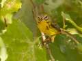 Prairie Warbler