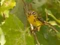 Prairie Warbler - 1268 The Trace, Dover US-TN 36.55396, -87.90181, Stewart, Tennessee, United States, Sept 12,  2024
