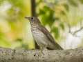 Gray-cheeked Thrush - 1268 The Trace, Dover US-TN 36.55396, -87.90181, Stewart, Tennessee, United States, Sept 18, 2024