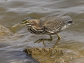 Green Heron - Gatling Point Rec Area (36.5575,-87.9038), Stewart, Tennessee, United States, Sept 9, 2024