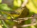 Prairie Warbler - 1268 The Trace, Dover US-TN 36.55396, -87.90181, Stewart, Tennessee, United States, Sept 16, 2024