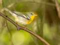 Northern Parula - Gatling Point Rec Area (36.5575,-87.9038), Stewart, Tennessee, United States,  Oct 2, 2024