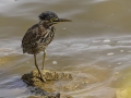 Green Heron - Gatling Point Rec Area (36.5575,-87.9038), Stewart, Tennessee, United States, Sept 9, 2024