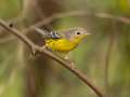 Magnolia Warbler -1268 The Trace, Dover US-TN 36.55396, -87.90181, Stewart, Tennessee, United States, Sept 25 2024