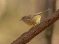 Orange-crowned Warbler - Gatling Point Rec Area (36.5575,-87.9038), Stewart, Tennessee, United States, Nov 1, 2024