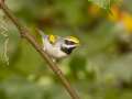 Golden-winged Warbler - 1268 The Trace, Dover US-TN 36.55396, -87.90181, Stewart, Tennessee, United States, Sept 18, 2024