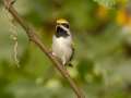 Golden-winged Warbler - 1268 The Trace, Dover US-TN 36.55396, -87.90181, Stewart, Tennessee, United States, Sept 18, 2024