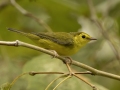 Hooded Warbler - 1268 The Trace, Dover US-TN 36.55396, -87.90181, Stewart, Tennessee, United States, Sept 12, 2024