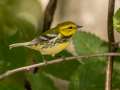 Black-throated Green Warbler - Gatling Point Rec Area (36.5575,-87.9038), Stewart, Tennessee, United States, Oct 2, 2024