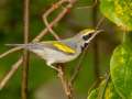 Golden-winged Warbler - 1268 The Trace, Dover US-TN 36.55396, -87.90181, Stewart, Tennessee, United States, Sept 18, 2024