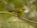 Hooded Warbler - 1268 The Trace, Dover US-TN 36.55396, -87.90181, Stewart, Tennessee, United States, Sept 12, 2024