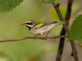 Golden-winged Warbler - 1268 The Trace, Dover US-TN 36.55396, -87.90181, Stewart, Tennessee, United States, Sept 18, 2024