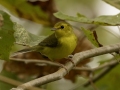 Hooded Warbler - 1268 The Trace, Dover US-TN 36.55396, -87.90181, Stewart, Tennessee, United States, Sept 12, 2024