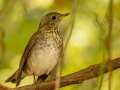 Swainson\'s Thrush