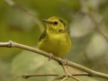 Hooded Warbler - 1268 The Trace, Dover US-TN 36.55396, -87.90181, Stewart, Tennessee, United States, Sept 12, 2024