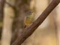 Orange-crowned Warbler - Gatling Point Rec Area (36.5575,-87.9038), Stewart, Tennessee, United States, Nov 1, 2024