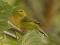 Hooded Warbler - 1268 The Trace, Dover US-TN 36.55396, -87.90181, Stewart, Tennessee, United States, Sept 12, 2024