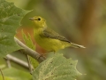 Hooded Warbler - 1268 The Trace, Dover US-TN 36.55396, -87.90181, Stewart, Tennessee, United States, Sept 12, 2024