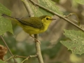 Hooded Warbler - 1268 The Trace, Dover US-TN 36.55396, -87.90181, Stewart, Tennessee, United States, Sept 12, 2024