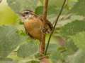 Carolina Wren - 1268 The Trace, Dover US-TN 36.55396, -87.90181, Stewart, Tennessee, United States, Sept 18, 2024