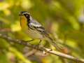 Yellow-throated Warbler