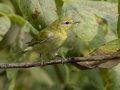 Tennessee Warbler - Gatling Point Rec Area, Stewart County, Tennessee, Sept 9, 2024